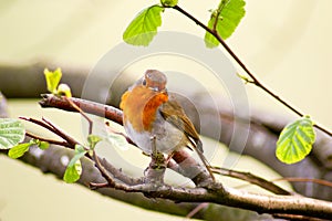 Robin red breast