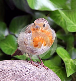 Robin Red Breast bird