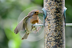 Robin red breast at bird feeder