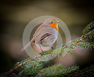 Robin red breast bird photo