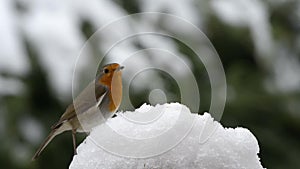 Robin red breast bird on the snow