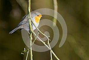 Robin red breast on branch