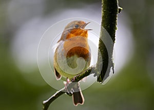 Robin Red Breast