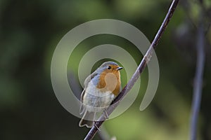 Robin Red Breast (Erithacus rubecula)