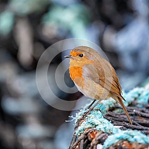 Robin Red Breast Erithacus rubecula on Lobster pot