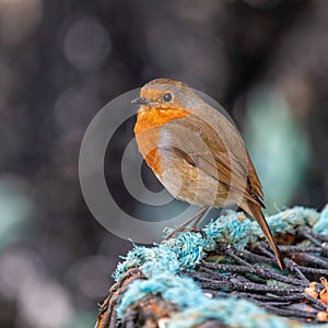 Robin Red Breast Erithacus rubecula on Lobster pot