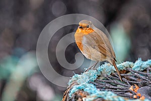 Robin Red Breast Erithacus rubecula on Lobster pot