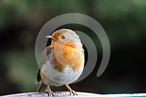 Robin Red Breast