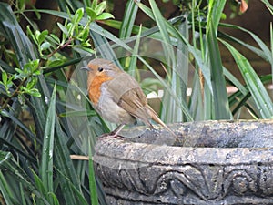 Robin red breast a garden bird