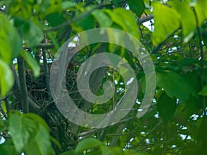 Robin Red Breast in a Nest in a Dogwood Tree