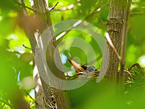 Robin Red Breast in a Nest in a Dogwood Tree
