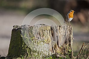 Robin red breast perched