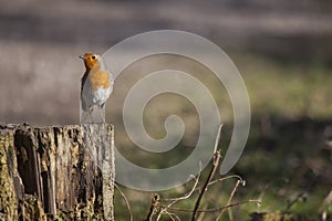 Robin red breast perched