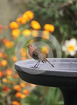 Robin red breast perched on a bird bath