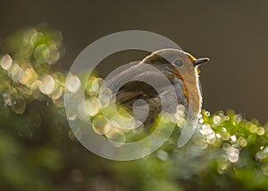 Robin Red Breast