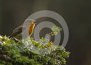 Robin Red Breast