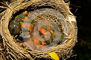 Robin Red Breast on Their Third Day in Nest