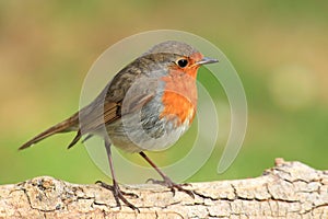 Robin red brest.