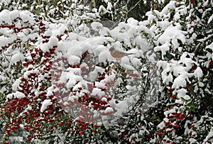 Robin among red winter berries in the snow