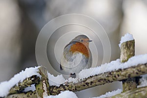 Robin redbreast ()