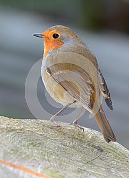 Robin Redbreast