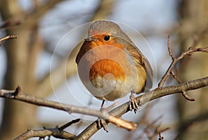 Robin Redbreast