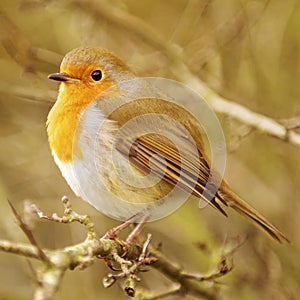 Robin Redbreast