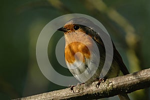 Robin Redbreast