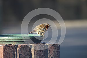 A robin redbreast bedraggled and wet in a bowl