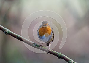 Robin Redbreast Bird close and facing camera