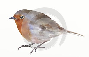 Robin redbreast bird digital watercolor illustration.