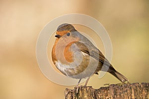 Robin redbreast bird, erithacus rubecula perched on a branch