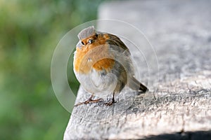 Robin redbreast bird on log