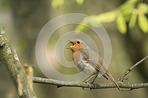 Robin redbreast bird singing