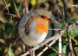 Robin redbreast, closeup, fearless, tame.