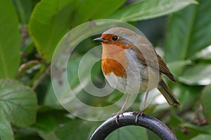 Robin redbreast - cute bird portrait