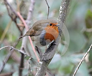 Robin redbreast on dull day