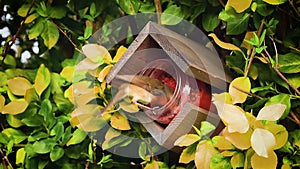 Robin redbreast eating bird seeds and suet from bird feeder jar