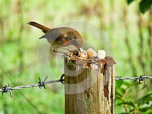 Robin Redbreast Enjoying Tidbits