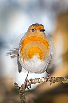 Robin redbreast Erithacus rubecula