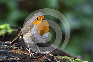 Robin redbreast  Erithacus rubecula