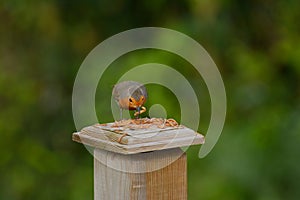 Robin redbreast  Erithacus rubecula at lunch