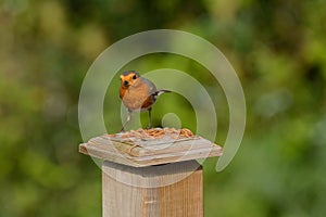 Robin redbreast  Erithacus rubecula at lunch