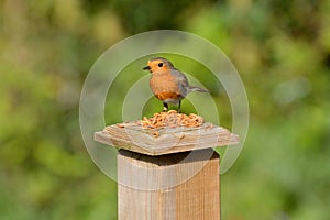 Robin redbreast  Erithacus rubecula at lunch