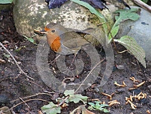 Robin redbreast erithacus rubecula with mealworm