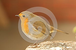 Robin redbreast, Erithacus rubecula, on post