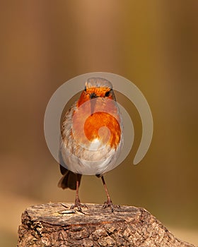 Robin redbreast, Erithacus rubecula, on tree stump