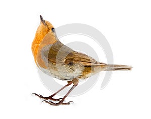 Robin (redbreast, Erithacus rubecula) on white background