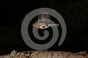 A robin, redbreast, in a forest in Espejo, Alava