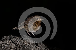 A robin, redbreast, in a forest in Espejo, Alava photo